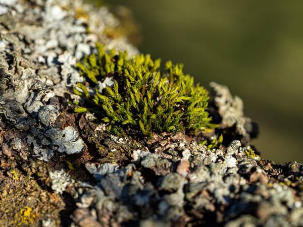 Detail mechu (Od Vás)